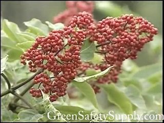 Kenai Alaska U.S. Wildlife Refuge 2005