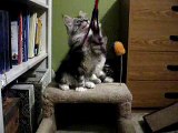 Maine Coon Kittens - 1st day home