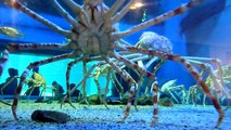 Japanese Spider Crabs