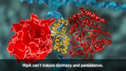 Molecular mechanism of E. Coli Multidrug tolerance mediated by HipA protein kinase rev