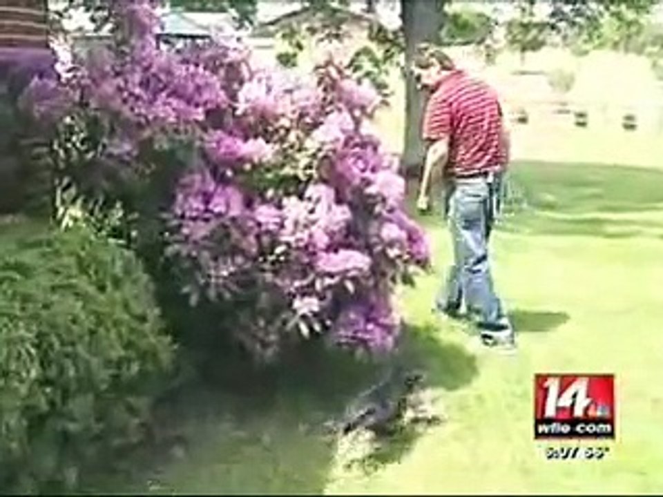 Wolf attack in Indiana