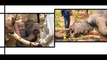 Elephants - An introduction to three species loved and endangered by man (English version)