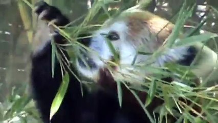 Red Panda Eating