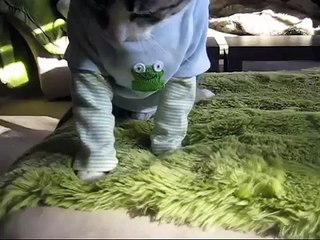 my cat, pecan the nut, in a frog shirt posing for the camera.