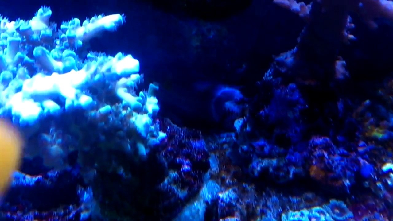 The fish had lost its tail