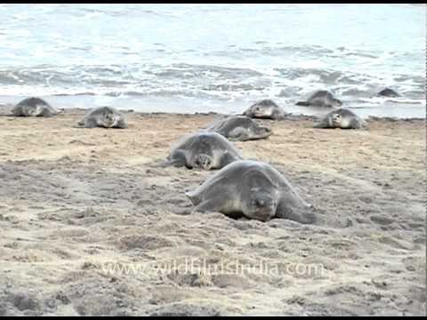 Olive Ridley Turtles - mass nesting on the beaches of Orissa, along the Bay of Bengal