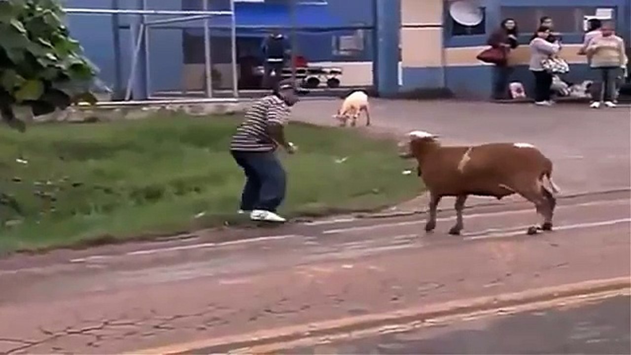 VIDEOS CHISTOSOS Y GRACIOSOS - CABRA LOCA SUELTA