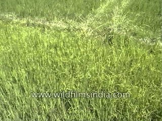 Tiger appears out of nowhere!