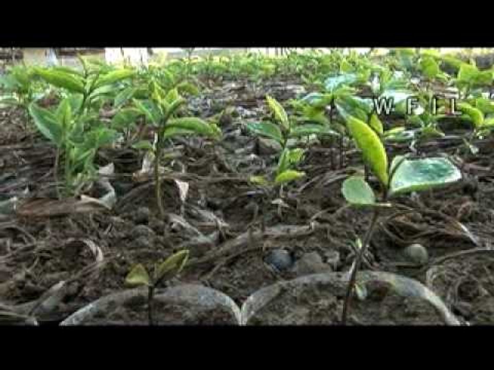 How tea is made - the whole process!