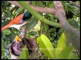 Paradise Flycatcher (Terpsiphone paradisi) at its nest