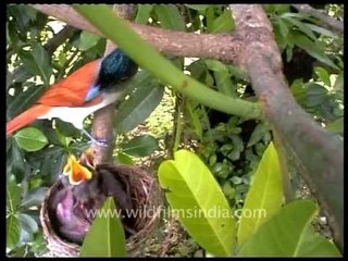 Paradise Flycatcher (Terpsiphone paradisi) at its nest