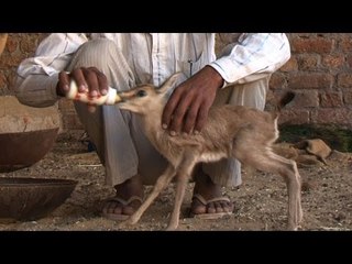 The original conservationists: Bishnois of Rajasthan