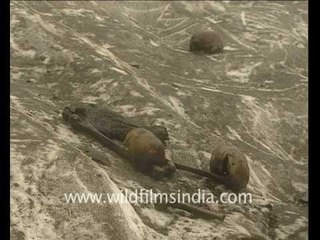 Skulls and bones at Roopkund lake!