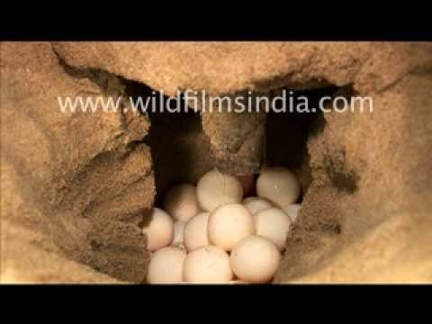 Olive Ridley Turtle laying eggs