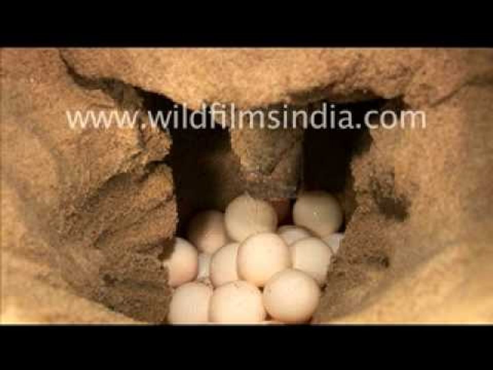Olive Ridley Turtle laying eggs