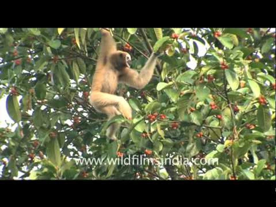 Conservation of the Eastern Hoolock Gibbon
