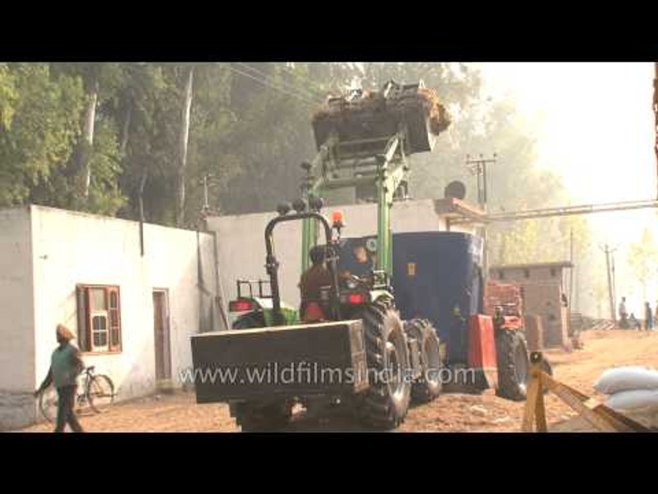 Loading silage for Cattle feeding at Adayana Dairy, Punjab