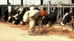 Feeding cows at a dairy farm in Punjab