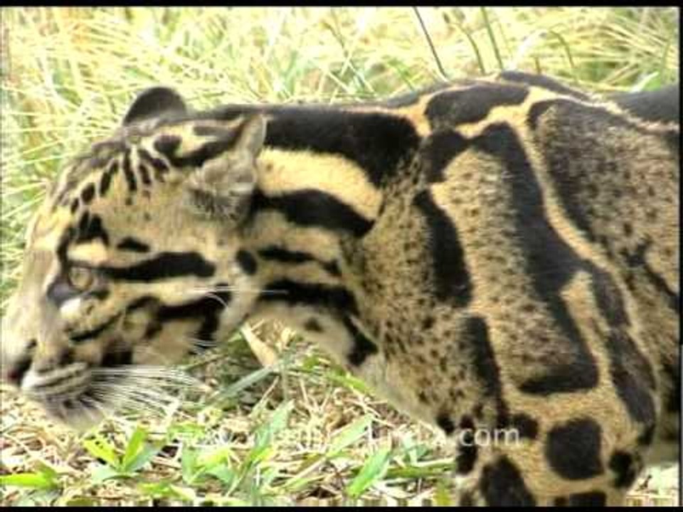 Clouded Leopard in Arunachal!