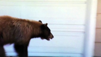 Bear VS Human : who's the most scared?!