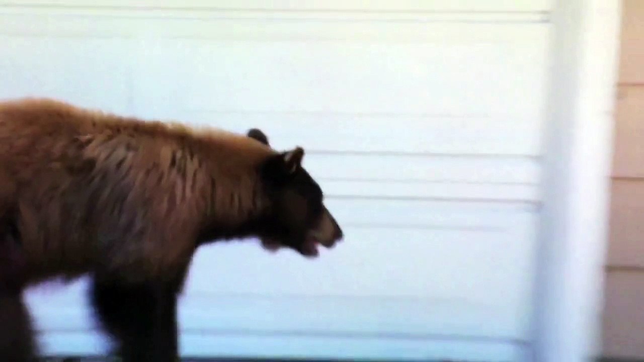 Bear VS Human : who's the most scared?!