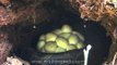 Python eggs hatched at Manas National Park, Assam
