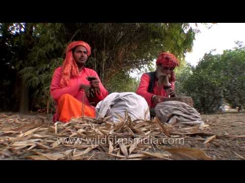 Snake charmers hypnotize snakes by playing the 'been'