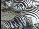 Snoozing Zebras