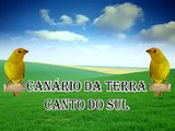 Canário da Terra Canto do Sul