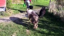 How To Clip An Old English Sheep Dog With A Matted Coat (And How They Get That Way!)