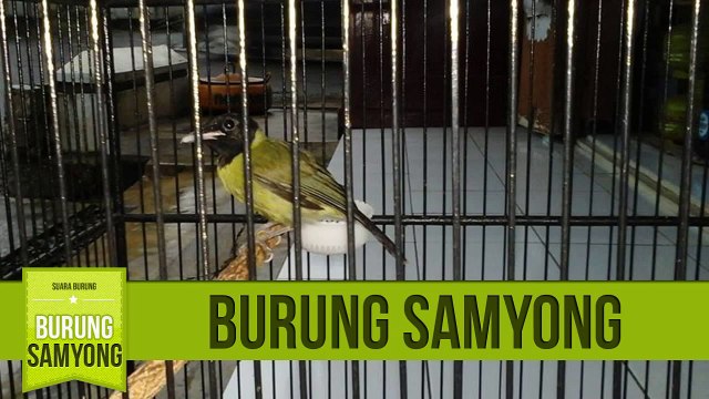 Suara Masteran Samyong Speed Gacor Durasi Panjang