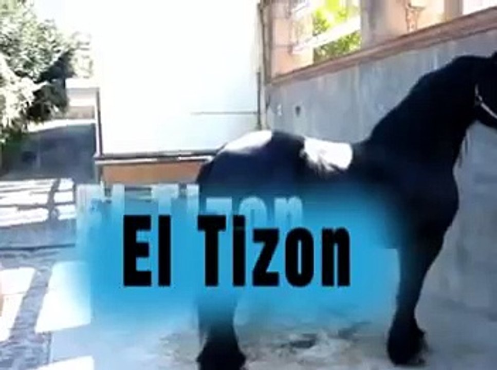 Caballo de Joan Sebastian