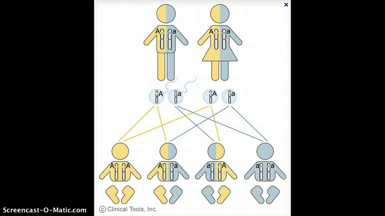 segregation explanation