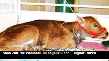 Bilimin Klonlamayı Başardığı 10 Hayvan