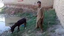 Funny Video Boy Say i love you Monkey  بے وفا کھوتی 