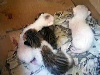 My new kitties. So cute