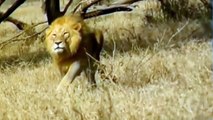Leones Asesinos - Real Video