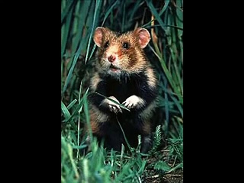 Le Hamster Raggot Depeche AFP Interdite