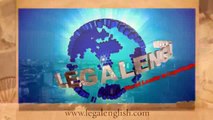 Legal Ease Intentional provides