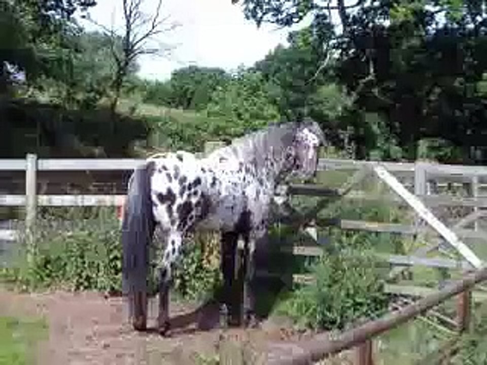 Barwood Appaloosas 2007