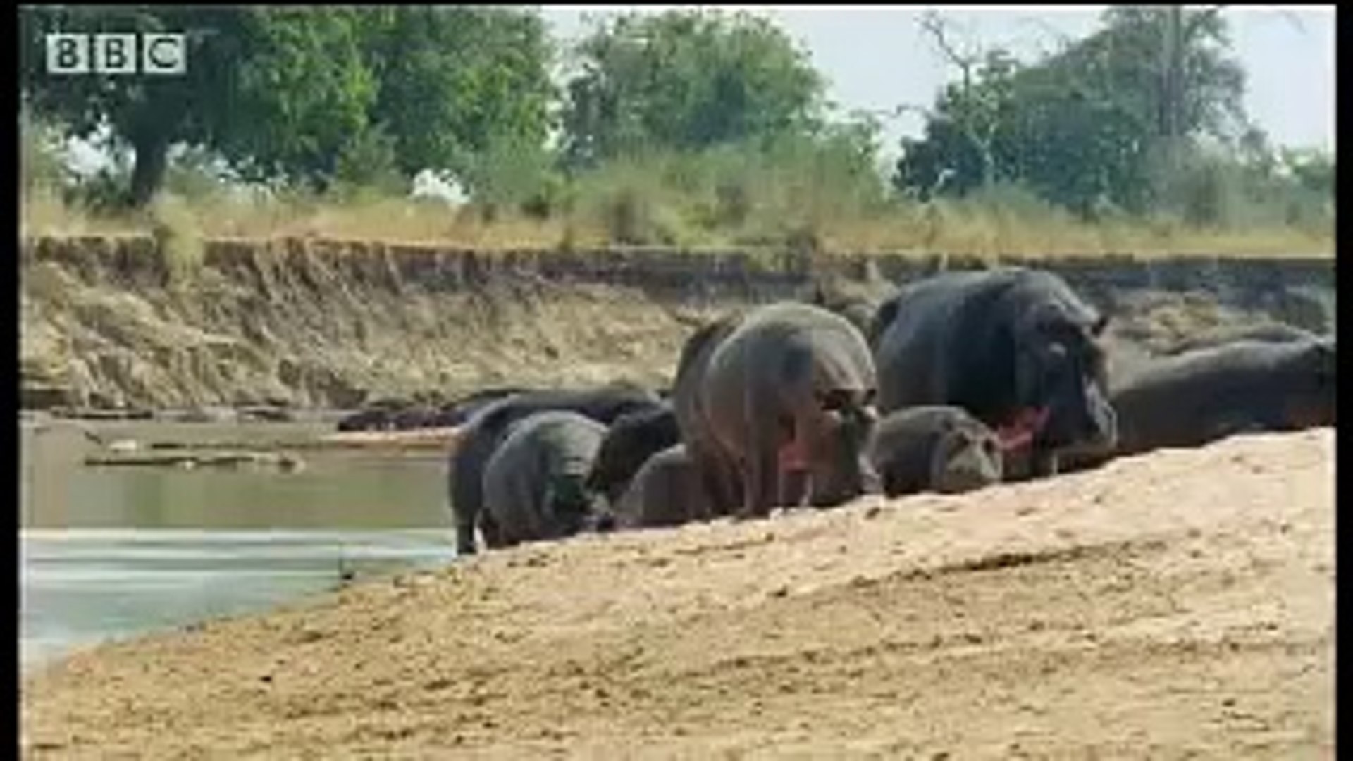 ⁣Endangered animals - hippo relaxes in the sun  - BBC wildlife