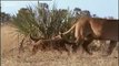 Buffalo tracked by lions and a lost lion cub  - BBC wildlife