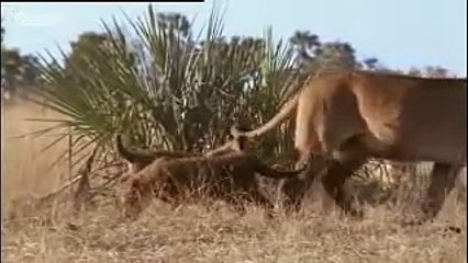 Buffalo tracked by lions and a lost lion cub  - BBC wildlife