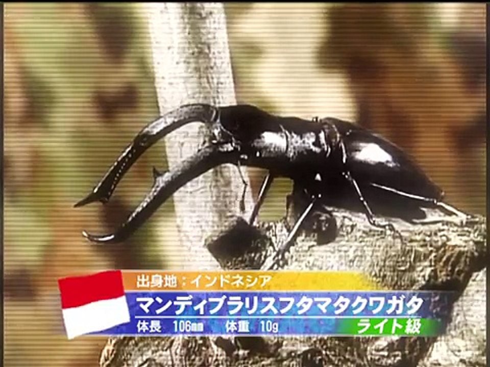 ベストモータリング編集部制作 甲虫バトル　ムシファイター ① BEST MOTORING 虫対決　カブトムシ　クワガタムシ