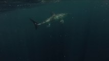 Close Encounter with GREAT WHITE : terrifying shark!