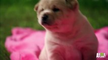 Puppy Hiccups | Too Cute!