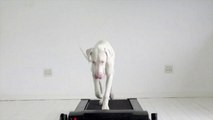 Time-Lapse Shows Rescued Puppy Growing Into Adulthood on a Treadmill