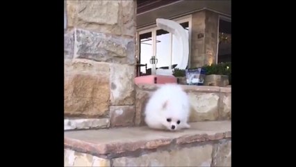 Faceplant d'un chien au ralenti