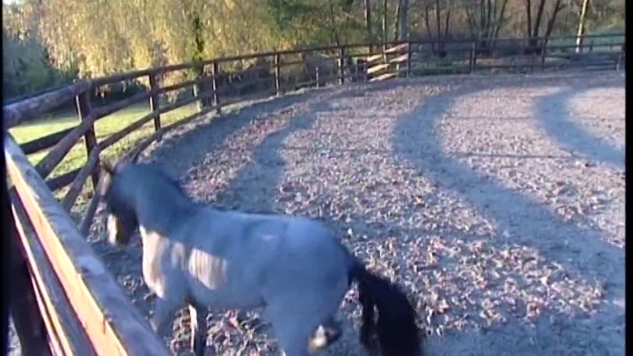 Les chevaux miniatures américains des meilleurs élevages français