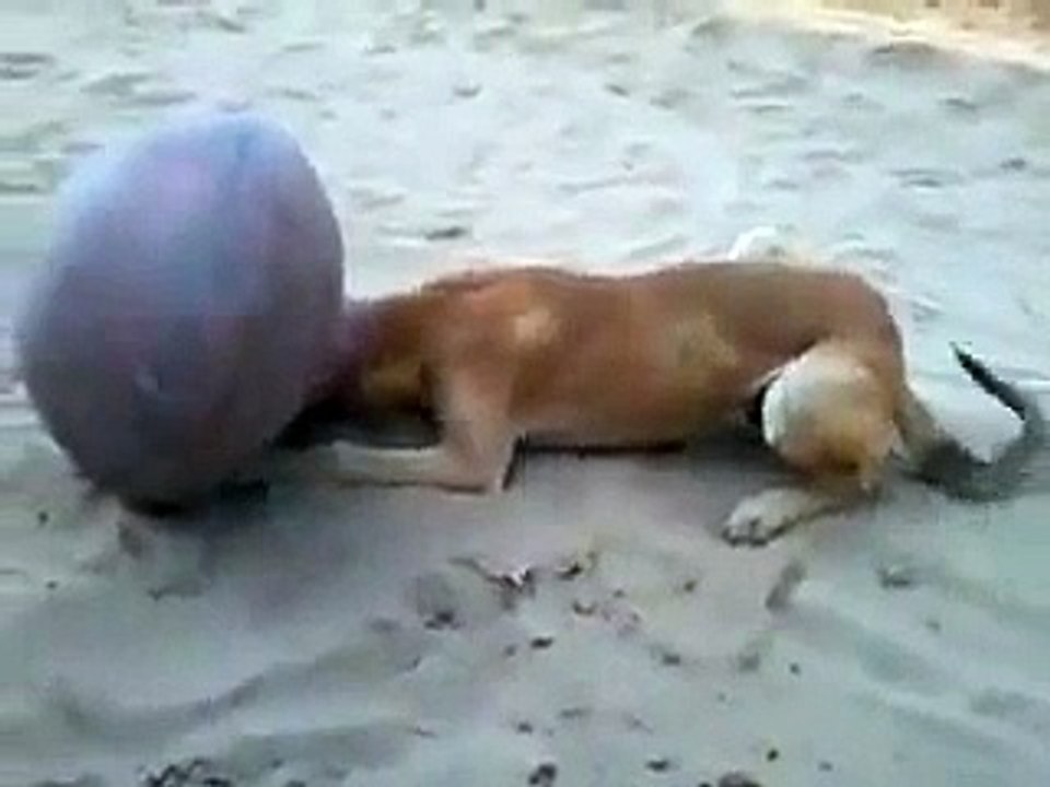 Funny Dog Head stuck | HD |